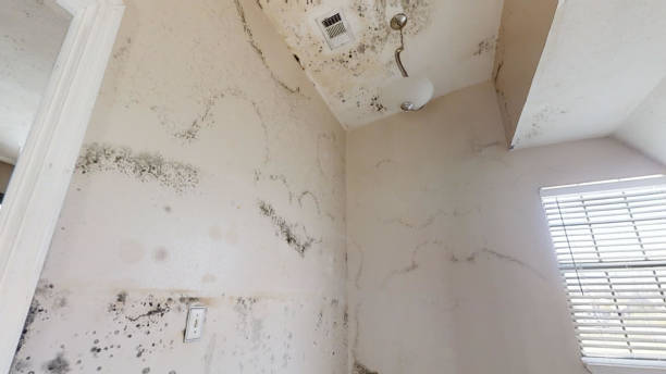 Dehumidification Services in Weston Lakes, TX