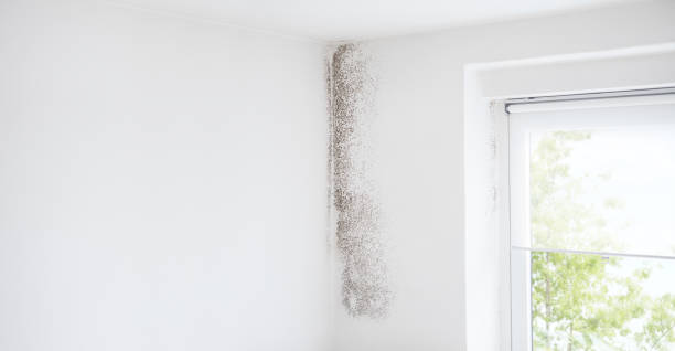 Best Asbestos and Lead Testing During Mold Inspection  in Weston Lakes, TX