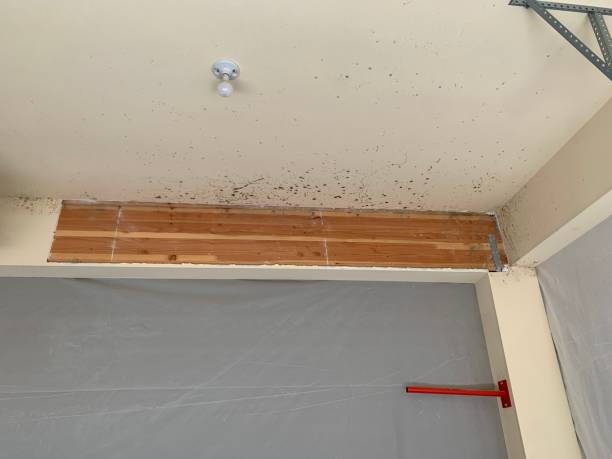 Mold Documentation for Insurance Claims in Weston Lakes, TX