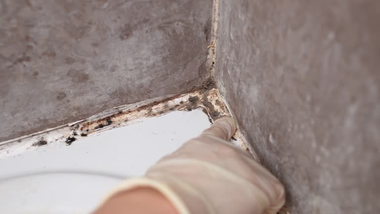 Best Comprehensive Air Testing for Mold Contaminants  in Weston Lakes, TX